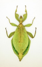 Leaf Insect -Phylliidae