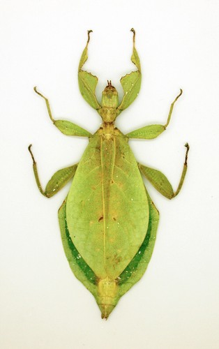 Leaf insect phylliidae - leaf,