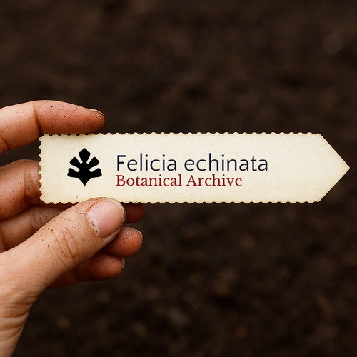 Felicia echinata 10000 seeds - |,