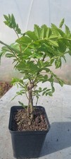 Bonsai, Eberesche, Sorbus sp