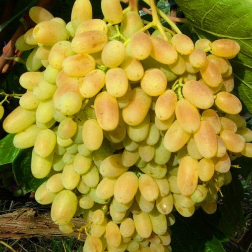 Kernlose pilzfeste weinrebe - kernlose,