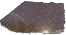 0,57Kg Stromatolith Anschliff