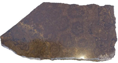 57kg stromatolith anschliff - 0,57kg,