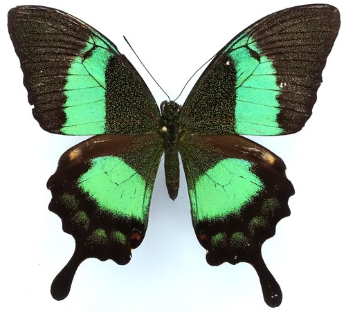 Papilio palinurus vega - papilio,