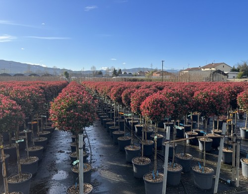 Glanzmispel photinia fraseri - glanzmispel,