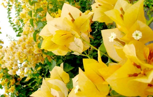 Bougainvillea-Welt