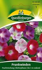 Prunk-Winde Prachtmischung Samen von Quedlinburger Saatgut