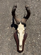 Afrika Trophäe Hartebeest