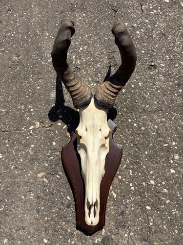 Afrika trophäe hartebeest - afrika,