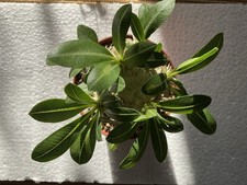 Pachypodium Brevicaule (Apocynaceae) - Madagaskar, Caudex Sukkulenten