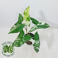 Real Photo Syngonium Albo