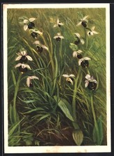 Künstler-AK Jean Zeltner