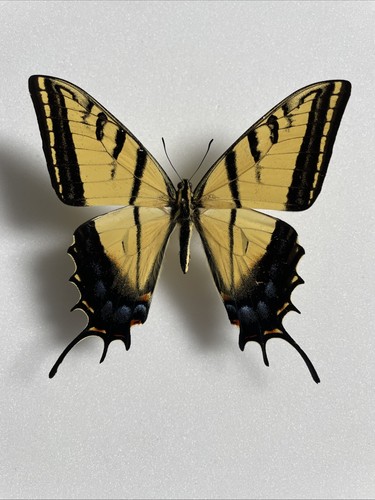 Entomologie*Papilio