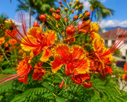 Caesalpinia pulcherrima