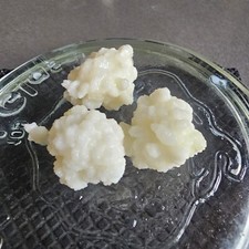 Milchkefir knollen - milchkefir, knollen,