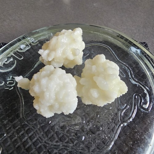 Milchkefir knollen - knollen,,