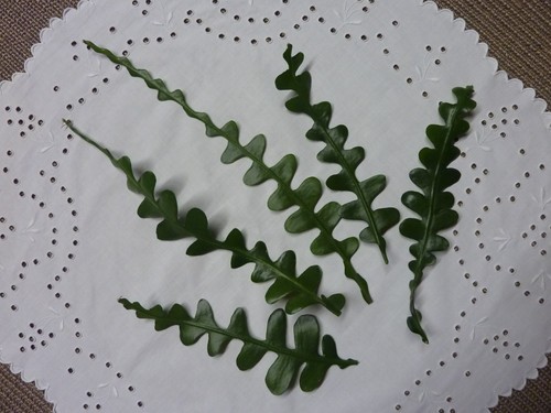 Epiphyllum - 5,
