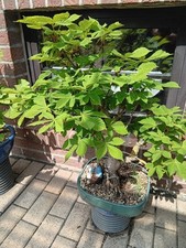 Shohin Bonsai KASTANIE Outdoor