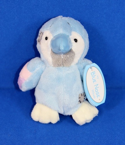 Papagei melody blue nose - melody,