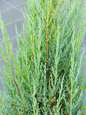 Blauer Zypressenwacholder Juniperus scopulorum 'Blue Arrow' 100 - 125 cm