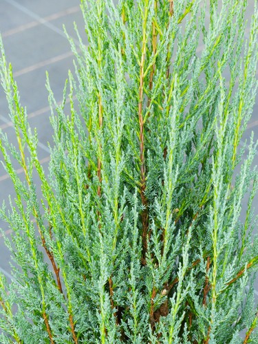Blauer zypressenwacholder - blauer,