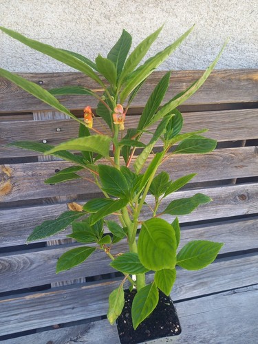 Papageischnabelblume