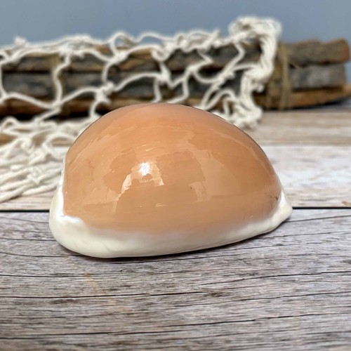 Golden cowrie 5cm - golden, 9,5cm