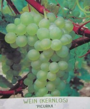 Vitis picurka kernlose - vitis,