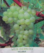 Vitis 'Picurka' - kernlose weiße Trauben Wein Rebe - Pflanze 90-110cm Weinstock
