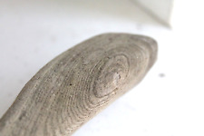 Schwemmholz Treibholz   ❤️