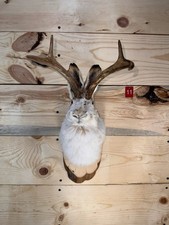 Authentic Jackalope Taxidermy
