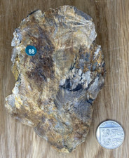 Fossile Probe, versilisiertes