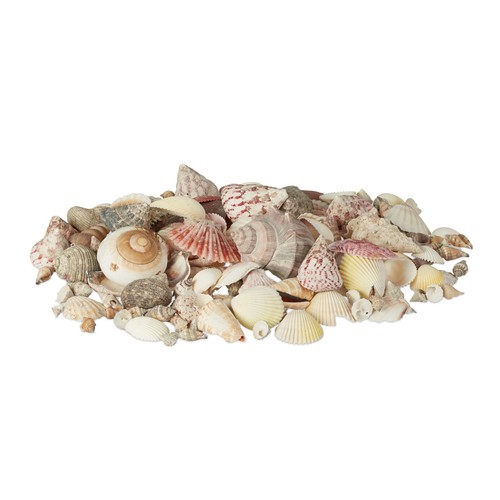 Muschel set bunte - muschel, muscheln