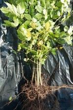 Rotbuche Fagus sylvatica 150-200cm 1Stk Hecke Heckenpflanzen Wurzelware