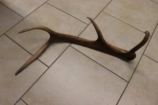 Abwurfstange Geweihstange