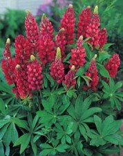 Lupine gallery rot 1 - lupine, "1