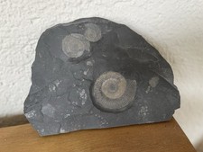 Versteinerung Fossil aus