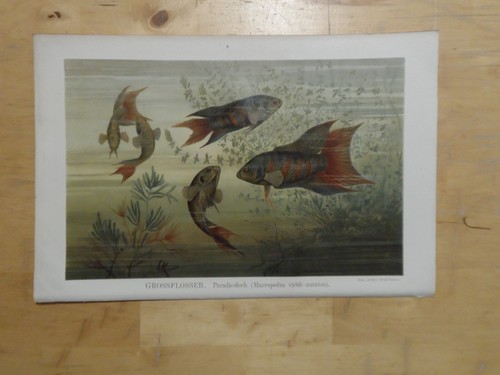 Orig chromolithographie - orig.(1894),