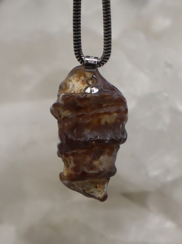 Turmschnecke versteinert - turmschnecke,