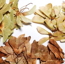 Ahornsamen Spitzahorn zum Basteln -Spitzblättriger Ahorn Nasen Basteln Herbarium