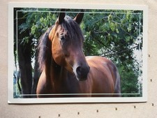 AK Postkarte Pferde, Niederlande, Kalenderkarte ohne Verlagsangabe, Kaltblut