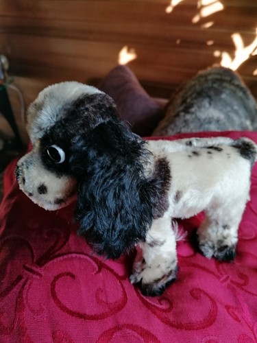 Orginal steiff cocker - orginal-,