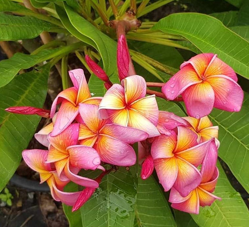 Frangipani plumeria - frangipani,