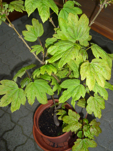Prebonsai bonsai outdoor - bonsai,