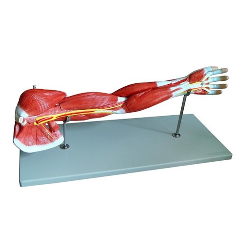 Muskelarm anatomie modell - muskelarm,