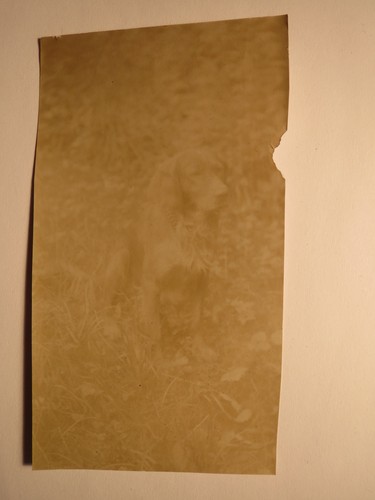 Sitzender hund foto - hund,