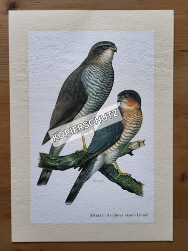 Sperber raubvogel - sperber,