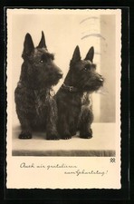 Zwei junge Scotchterrier
