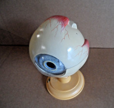 altes SOMSO Lehrmodell Auge  Sommer Markus   6 fach    oranger Standfuss