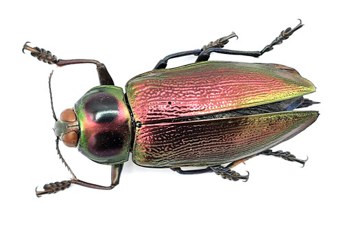 Buprestidae euchroma - buprestidae,,